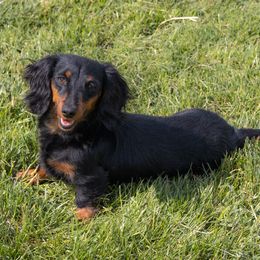 Peanut - Dachshund