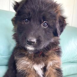 Zuri - Black and red female German Shepherd puppy in Cave Junction, Oregon from Faith Shepherds