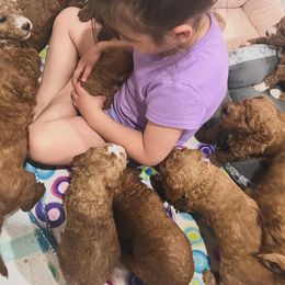 Goldendoodle Puppies from Life_on. Paws