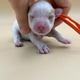 Orange - Red female Australian Labradoodle puppy in Sacramento, California from Adorable Labradoodle