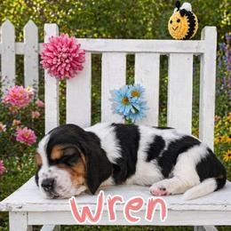 Wren - Black white and brown female Basset Hound puppy in Denison, Texas from Emma Lou's Baby Bassets