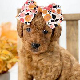 Stevie - Red  female Goldendoodle puppy in Queen Creek, Arizona from Goldendoodle AZ