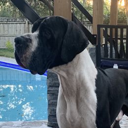 Eli - Great Dane