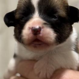 Dark blue collar boy - Red male Pembroke Welsh Corgi puppy in Hayes, Virginia from Gainesfield Labradors and Pembroke Welsh Corgis