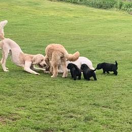 Goldendoodle Puppies from Goldhaly Peach Doodles