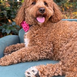 Gracee - Australian Labradoodle