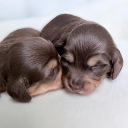 Nellie - Chocolate and tan female Dachshund puppy in Richmond, Virginia from Irresistible Dachshunds & Cavaliers