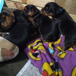 Yorkshire Terrier Puppies from Perfect Paws