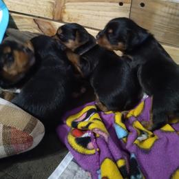 Yorkshire Terrier Puppies from Perfect Paws