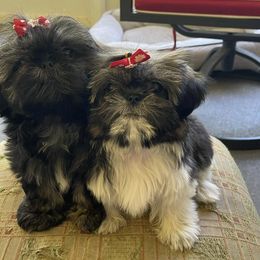 Shih Tzus from DB Shih Tzu puppies