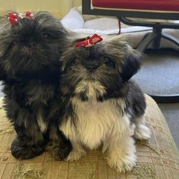 Shih Tzus from DB Shih Tzu puppies