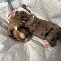 Miniature Australian Shepherd and Toy Australian Shepherd Puppies from Cherry Grove Kennel