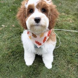 Cavapoo puppies from Sleeping Bear Kennels