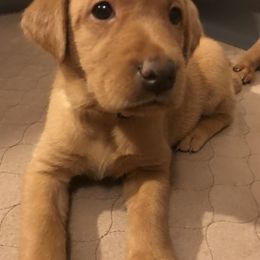 Labrador Retriever Puppies from Ironcreek Labs