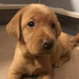 Labrador Retriever Puppies from Ironcreek Labs