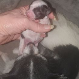 Girl 1 - Black and white female Chihuahua puppy in Oklahoma City, Oklahoma from Teacup Chihuahuas and Friends