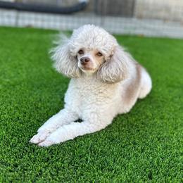 Nami - Poodle