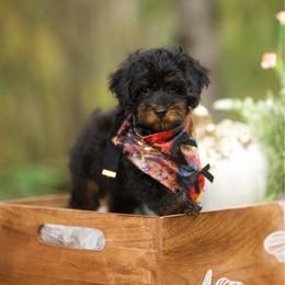 Richard Gilmore - Black and tan male Cockapoo puppy in Deming, Washington from Heavenly Puppies to Love