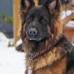 Easy - German Shepherd