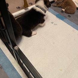 Pembroke Welsh Corgi Puppies from Kilgore’s Puppies of Greers Ferry Lake