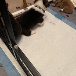 Pembroke Welsh Corgi Puppies from Kilgore’s Puppies of Greers Ferry Lake