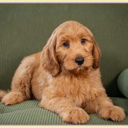 Abigail - Red  female Goldendoodle puppy in Connersville, Indiana from Deaz Doodle Ranch