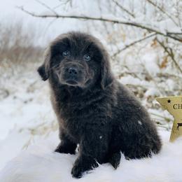 Newfoundland Puppies from Dyer Lake Newfoundland’s