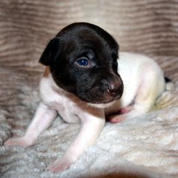 Rat Terrier Puppies from RaganRat Terriers
