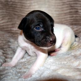 Rat Terrier Puppies from RaganRat Terriers