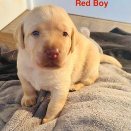 Red Boy - Yellow male Labrador Retriever puppy in Rock Hill, South Carolina from North Star Retrievers