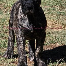 Bulma - Tiger Perro de Presa Canario puppy in El Paso, Texas from Mesquite Creek Kennels