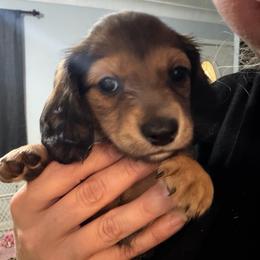 Akc Sisu - Red female Dachshund puppy in Erie, Michigan from Champagne’s Grinch Toe’d Dachshunds