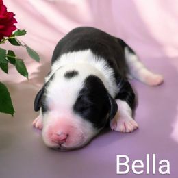 Bella - Sheepadoodle puppy from Ohio Valley Sheepadoodles