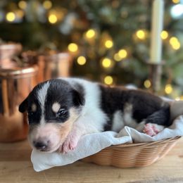 Joyeux - Black white and tan female Collie puppy in Underwood, Indiana from Third Gen Collies
