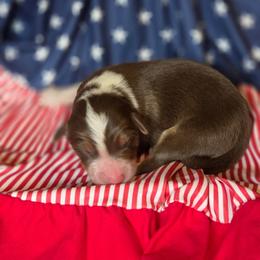Justice - Tri-color male Border Collie puppy in Watsontown, Pennsylvania from Kate Gresham
