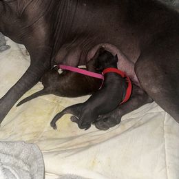 Old English Sheepdog and Peruvian Inca Orchid Puppies from La Siren