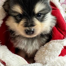 Boy 2 - Black and white male Pomsky puppy in Leesburg, Virginia from Capital Pomsky
