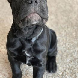 Cane Corso Puppies from Virtue Cane Corso