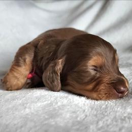 Hopper (pink collar) - Chocolate and tan male Dachshund puppy in Anaconda, Montana from Williams Family Dachshunds