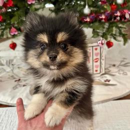 Judy - Black and white female Pomsky puppy in Long Grove, Illinois from Windy City Pomsky