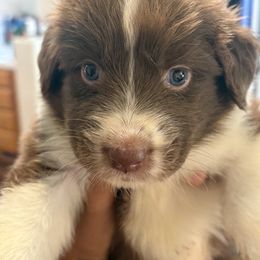 Girl 2 - female Australian Shepherd puppy in Murrieta, California from So Fetch Aussies
