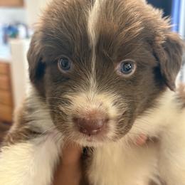 Girl 2 - female Australian Shepherd puppy in Murrieta, California from So Fetch Aussies