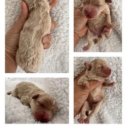 Girl 2 - Apricot female Maltipoo puppy in Denair, California from 209PuppiesCaliforniaMaltipoo