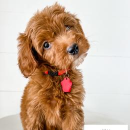 Cavapoo, Cockapoo, and Goldendoodle Puppies from Rocking JH Doodles