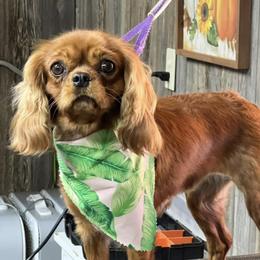Noel - Cavalier King Charles Spaniel