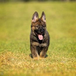 German Shepherd Puppies from Sommerfeld German Shepherds