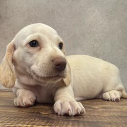 Pearl - Red female Dachshund puppy in Bowerston, Ohio from Hangin’ H Kennels, LLC