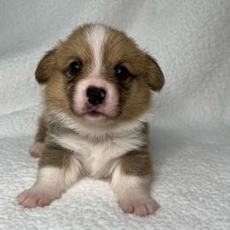 Ivy - Red female Pembroke Welsh Corgi puppy in Ocala, Florida from Osborne Corgis