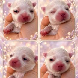 Girl 2 - White female Maltese puppy in San Diego, Temecula, Ontario, California from Yorkie & Maltese Royalty