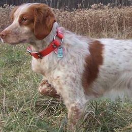 American Water Spaniels and Brittanys from High Hopes Kennel